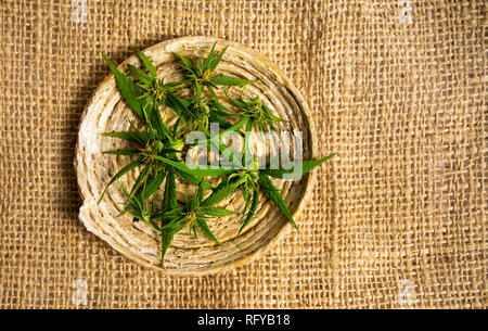 Usine de marijuana avec bourgeons floraison sur une plaque de bois Banque D'Images