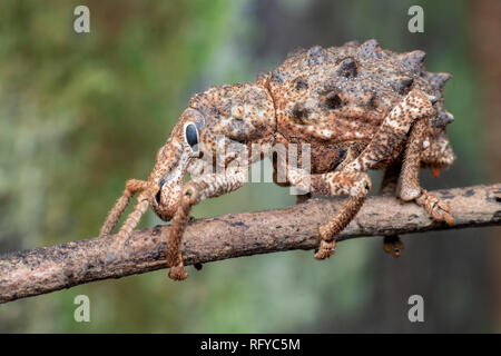 À nez large de la famille des Curculionidae Charançon de la forêt tropicale, près de Cairns, Queensland, Australie Banque D'Images