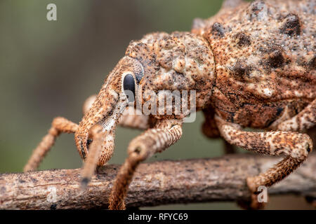 À nez large de la famille des Curculionidae Charançon de la forêt tropicale, près de Cairns, Queensland, Australie Banque D'Images