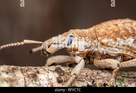 À nez large de la famille des Curculionidae Charançon de la forêt tropicale, près de Cairns, Queensland, Australie Banque D'Images