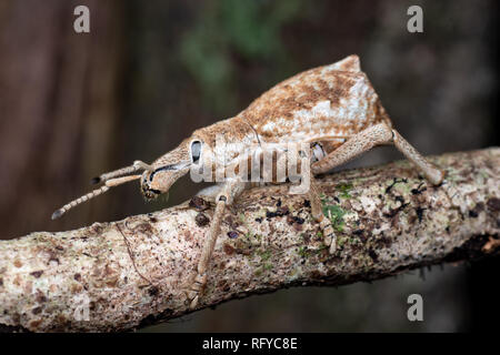 À nez large de la famille des Curculionidae Charançon de la forêt tropicale, près de Cairns, Queensland, Australie Banque D'Images