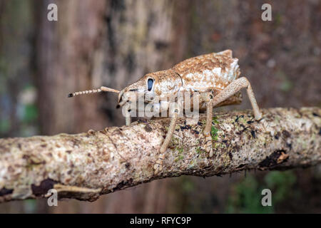 À nez large de la famille des Curculionidae Charançon de la forêt tropicale, près de Cairns, Queensland, Australie Banque D'Images