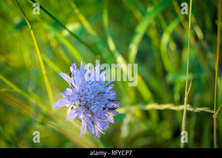 La tête pompom d'un champ simple scabious (bouton bleu) dans la prairie sauvage d'herbe. Fourmis parmi les pétales sur la tête de fleur. Banque D'Images