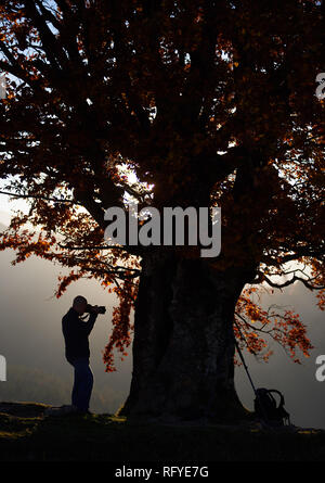 Randonneur image touristique de belles montagnes au crépuscule et coucher du soleil à l'aide d'agir aux termes de l'appareil photo grand arbre avec feuilles d'or sur la vallée verdoyante. T Banque D'Images