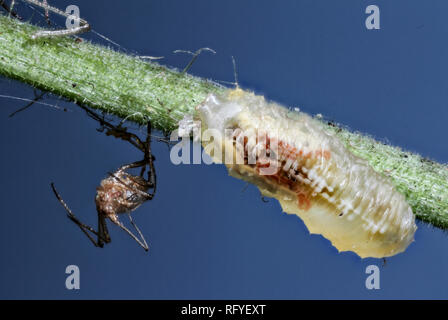 Mourning forest de pucerons larve Hoverfly manger Banque D'Images