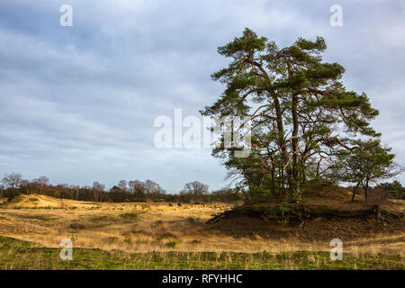 Parc national de Loonse en Drunense Duinen, Drenthe, Pays-Bas. Banque D'Images