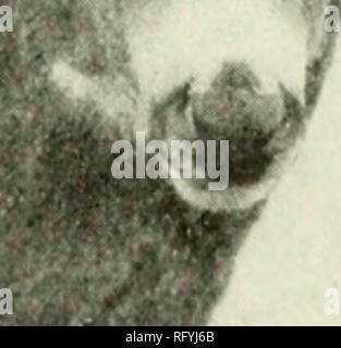 . Chasse et pêche de la Californie. Pêche -- Californie ; jeu et jeu-oiseaux -- Californie ; Poissons -- Californie ; groupes de population animale ; pêches ; gibier, poissons. Fig. 56. Rocky Mountain Record le cerfmulet la tête pour la Californie. Longueur, 27 pouces ; propagation, 42J pouces. Tué par Wm. .Lunkans, le 8 octobre 1930, treize kilomètres au nord-ouest de Susanville, en Californie. Wild Life vote No 2539. est maintenant le numéro 35 326 au musée de zoologie des vertébrés. Ce cerf a été tué le 11 septembre 1925, à un point situé à environ quatre miles à l'est de Sierraville et vingt-six milles au nord-ouest de Truckee, Cali- fornia. Banque D'Images