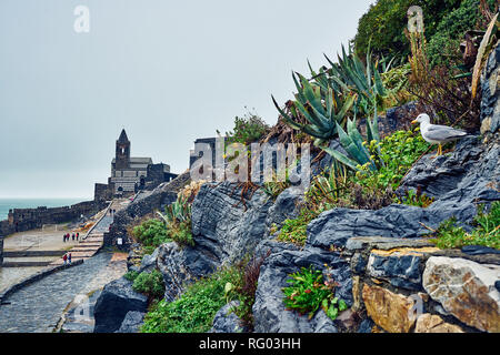 Une mouette pose en face de l'église de Saint Pierre à Porto Venere en jour de pluie, de l'Italie. Banque D'Images