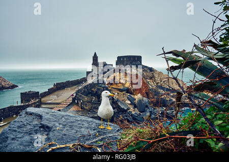 Une mouette pose en face de l'église de Saint Pierre à Porto Venere en jour de pluie, de l'Italie. Banque D'Images