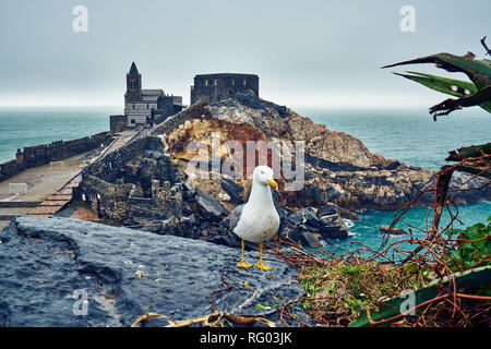 Une mouette pose en face de l'église de Saint Pierre à Porto Venere en jour de pluie, de l'Italie. Banque D'Images