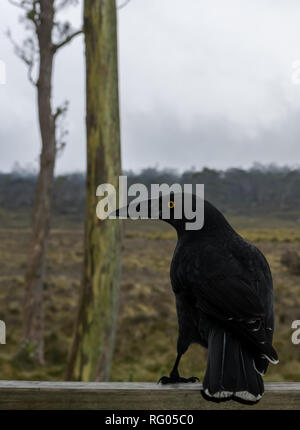 À la recherche de son épaule. Un Currawong noir perché dans le Parc National de Cradle Mountain, en Tasmanie. Banque D'Images