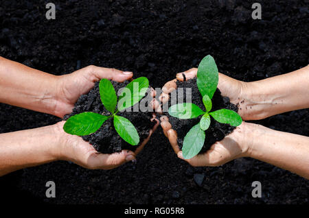 L'environnement le jour de la Terre dans les mains d'arbres de semis. Bokeh fond vert femme hand holding arbre sur terrain herbe nature conservation des forêts Banque D'Images