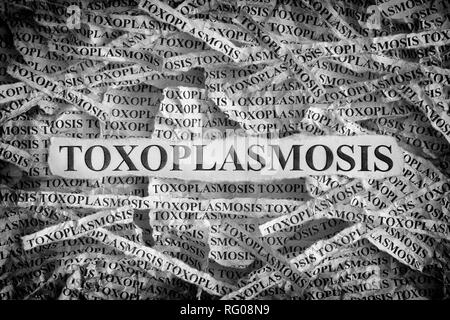 La toxoplasmose. Morceaux de papier avec les paroles de toxoplasmose. Notion de droit. Noir et blanc. Close up. Banque D'Images