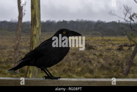 Vue de côté. Un Currawong noir perché dans le Parc National de Cradle Mountain, en Tasmanie. Banque D'Images