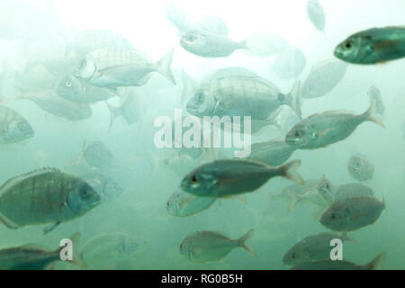 Poissons en aquarium ou ubder sur l'eau du réservoir de la ferme du poisson de fond Sealife Banque D'Images