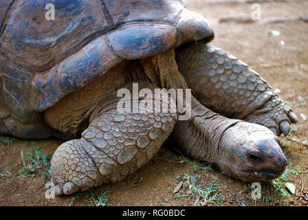 Tortue à dormir dans le parc naturel de vanille de l'île Maurice Banque D'Images