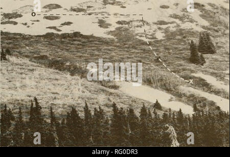 . La Canadian field-naturaliste. 1986 HoEFs, HoEFs et BuRLES Dall : Sheep-Gray les interactions Loup 81. La figure 3. Emplacement de l'Observation no 3 sur le versant ouest du mont Sheep. Les symboles sont ceux utilisés dans la Figure 2. la partie lombaire du dos. La colonne vertébrale a été brisée. Nous étions arrivés sur le site à 1730 h, environ 15 min après le kill a été faite. Le loup n'avait pas commencé à se nourrir de l'animal. Nous avons observé le kill site de nouveau le 16 mai 1982, 1600 h. Par ce temps, le loup avait retourné et traîné la carcasse d'environ 100 m de descente. Nous avons observé pendant environ 20 min, après quoi il a quitté avec un grand morceau de Banque D'Images