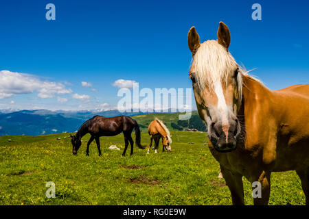 Des chevaux Haflinger paissent sur les pâturages verts, à Siusi Alpe di Siusi Banque D'Images