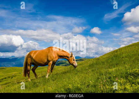 Un cheval Haflinger est le pâturage sur les verts pâturages à Siusi, Alpe di Siusi Banque D'Images