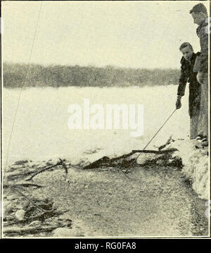 . La Canadian field-naturaliste. Nov.-déc, 1942] Le Canadian Field-Naturalist 139 de pin blanc, cèdre blanc et mixte- decidu Woods. Dans les lieux le bien-rives boisées plutôt augmenter en flèche. Mauvaises herbes le long des rives pousse une profusion de pickerel, la salicaire, forget-me-not, arrow-head, et le cardinal-fleur. L'abondance de grenouilles rend rentable pour l'alimentation des grands hérons. Dans cet environnement pastoral, nous avons été voir le Héron vert pour quatre saisons. Sur être rincé à partir d'un perchoir bas sur l'eau, les oiseaux volent bas serait toujours le long de la rive. L'observation des dates suivantes Banque D'Images