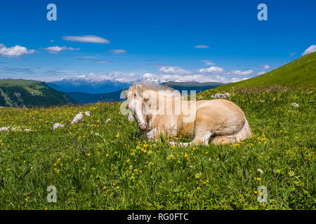 Poulain Haflinger est couché sur de verts pâturages à Siusi, Alpe di Siusi Banque D'Images