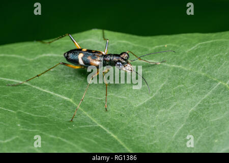 Tronc d'arbre tiger beetle, Distipsidera sp, sur une feuille dans la forêt tropicale, Queensland, Australie Banque D'Images