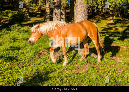 Un cheval Haflinger, également connu sous le nom de Avelignese, pâturage sur un pâturage dans une forêt Banque D'Images