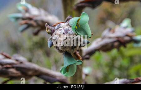 Green blooming flower Puya chilensis, poussant dans les forêts de nuages de haute altitude du Pérou et du Chili Banque D'Images
