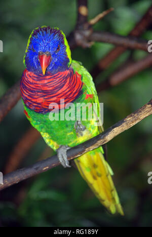 Rainbow lorikeet ou de coco (Trichoglossus haematodus) Banque D'Images