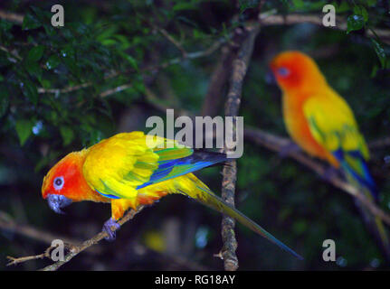 Perruche soleil (Aratinga solstitialis) Banque D'Images