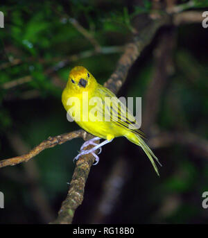 Jaune Prairie-finch (Sicalis luteola) Banque D'Images