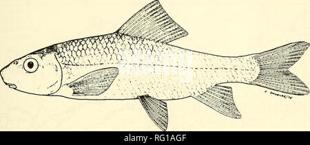 . La Canadian field-naturaliste. 1988 Parker : Mise à jour de statut de chevalier de rivière 141. La figure 1. Chevalier de rivière (Moxostoma carinatum),. Avec la permission de D. E. McAllister, Musée National des Sciences Naturelles ; dessin de C. Douglas. espèces de chevaliers, et sa distribution réelle ne peut pas être facilement déterminé. Les populations les plus proches du chevalier de rivière dans les États-Unis sont soupçonnés d'être dans le Kentucky et le Missouri à environ 1 300 kilomètres au sud-ouest de populations au Canada. Protection International : Le Chevalier de rivière est désignée comme étant en voie de disparition au Kansas (Piatt 1974) et l'Ohio (Ohio Department of Natural Reso Banque D'Images