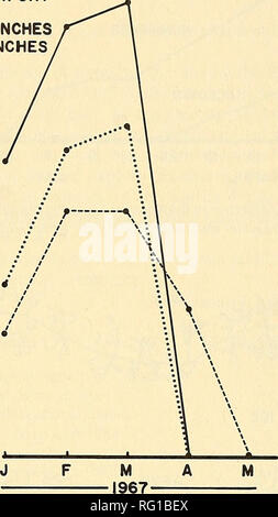 . La Canadian field-naturaliste. Communauté de LEDUM d'épinette noire l'aéroport d'UPLANDS 1966 : 93 pouces 1967:98 pouces. La figure 2. Neige en 1966 et 1967 (janvier à mai) dans deux sites de la Mer Bleue et à l'aéroport d'Uplands. Après la fonte des neiges est la période de l'année lors de la marche sur sun, ils sont complètement décongelés par le début de la Mer Bleue est facilité en raison de la disparition de la couche de neige obstruction. Ouvrez l'eau est bien au-dessous de la surface et la couche de glace épaisse aisément en charge un homme. Parce que les sols minéraux de la région autour de l'aéroport d'Uplands sont mieux drainés et des t Banque D'Images