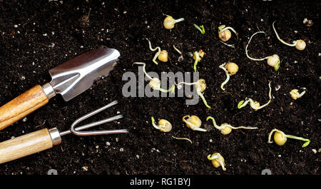 Pois germés de plantation dans le sol. Young sprout Banque D'Images