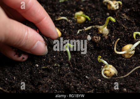 Pois germés de plantation dans le sol par la main d'une femme Banque D'Images