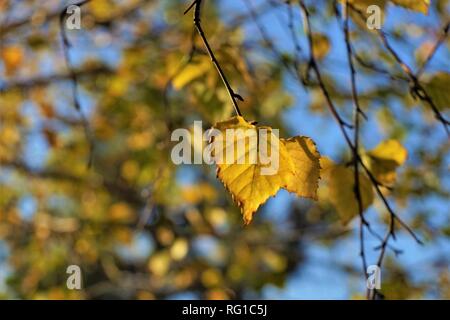 Image floue d'une branche avec des feuilles de bouleau jaune contre un ciel bleu. La journée ensoleillée d'automne. Selective focus, macro shot Banque D'Images