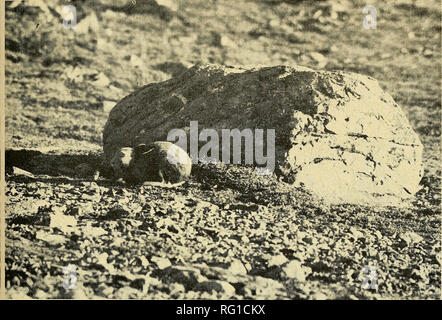 . La Canadian field-naturaliste. Bergerud 1967 : Argtic 247 lièvres à Terre-Neuve. La figure 3. Un lièvre arctique dans la posture d'alarme-dirigés. (Photo par wilmar. h) Lynx sont pensés pour errer largement pendant le lièvre des bas. Les habitudes alimentaires de lynx (Saunders 1963 études et van Zyll de Jong 1966) suggèrent une dépendance obligatoire Je de lynx sur le lièvre comme aliment de base. Preuve prima facie (-de cette dépendance à Terre-Neuve est le fait que le lynx du Canada a augmenté de façon phénoménale ' après les lièvres sont devenues abondantes. D'autres améliorations dans nos connaissances de la périphérie nord occupés en permanence Banque D'Images