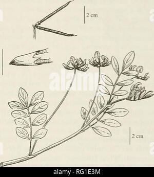 . La Canadian field-naturaliste. Histoire naturelle ; sciences naturelles. L'évaluation de la conservation de la Tourbière du B'lrd-foolTrchyWMJtus pinnatus, au Canada' Maria Donovan' ' onscrvation Ccnlio ( Données, Rritish C'olunibia nvironmcnt Ministère oC F., Ecosyslem.s Direction générale. P.(J. Box 9993 Stn Prov Govt Victoria Colombie-Britannique VHW 9R7 Canada. Donovan, Marta. L'année 2006. L'évaluation de la conservation du lotier corniculé butin. Pinnutus ltm. Au Canada Canadian Field Naturalist 120-(2) : 157-162. Dans C:e Canada, lotier à feuilles pennées. Lotus, pinnalus vernaliy est limitée aux prairies humides, les marges du ruisseau, fossés et seepag Banque D'Images