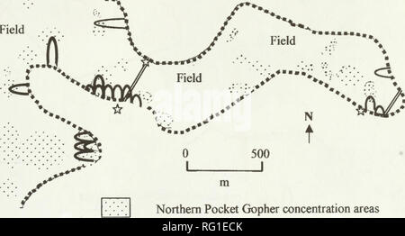 . La Canadian field-naturaliste. Histoire naturelle ; sciences naturelles. 2005 Proulx : Belette à longue queue et mouvements des mottes de 77  %" Champ Champ. Le Gaufre gris ( zones de concentration Belette à longue queue des mouvements arc Belette à longue queue des mouvements en ligne droite ; &Lt&amp ; Belette à longue queue den• ? ? % limite Rivière Figure 1. Dens et arc les mouvements de Belettes à longue queue en hivers 1998-1999 et 2000 dans la zone d'étude I, Vermilion River, Vegreville, Alberta. Des mottes mottes frais vingt par la femelle Belette à longue queue ont été signalés pendant les sondages de 1998, tous dans le champ de luzerne et surtout une Banque D'Images