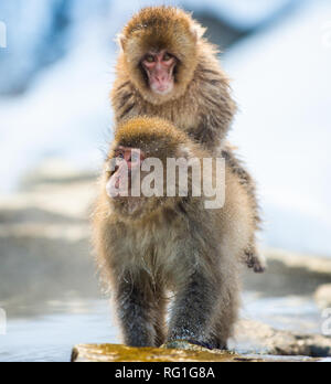 Les macaques japonais. Sources chaudes naturelles dans la saison d'hiver. Le macaque japonais ( Nom scientifique : Macaca fuscata), aussi connu comme la neige monke Banque D'Images