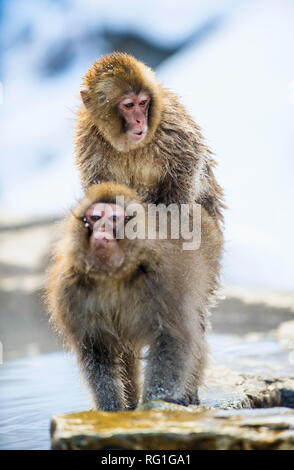 Les macaques japonais. Sources chaudes naturelles dans la saison d'hiver. Le macaque japonais ( Nom scientifique : Macaca fuscata), aussi connu comme la neige monke Banque D'Images