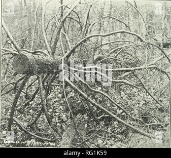 . Journal canadien des forêts. Les forêts et la foresterie -- Canada Périodiques. Journal canadien des forêts 196, septembre, igij. plus et même pour les terres brûlées, afin que les jeunes de la croissance des forêts peuvent avoir l'occasion de parvenir à maturité. En particulier dans l'Ontario, d'importantes zones de coupe-plus de limites sont abandonnés chaque année par la limite, et à gauche avec peu ou pas de protection contre les incendies. Re- incendies tourbé sur ces terres de les transformer rapidement en un désert ou non productives. Ces terres devraient être les soins particulièrement de la Couronne, donc- veiller la perpétuation de la forêt et, partant, Banque D'Images