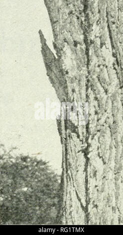 . Journal canadien des forêts. Les forêts et la foresterie -- Canada Périodiques. . Veuillez noter que ces images sont extraites de la page numérisée des images qui peuvent avoir été retouchées numériquement pour plus de lisibilité - coloration et l'aspect de ces illustrations ne peut pas parfaitement ressembler à l'œuvre originale.. L'Association forestière canadienne. [Ottawa] : l'Association forestière canadienne Banque D'Images