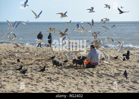 L'homme sur la plage avec ses chiens à nourrir les mouettes et les corbeaux. Banque D'Images