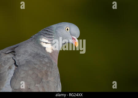 Northampton, Royaume-Uni. 27 janvier 2019. RSPB's Big Garden Birdwatch marque 40 ans. Credit : Keith J Smith./Alamy Live News Banque D'Images