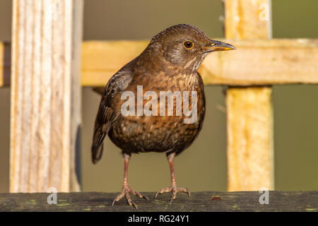 Northampton, Royaume-Uni. 27 janvier 2019. RSPB's Big Garden Birdwatch marque 40 ans. Credit : Keith J Smith./Alamy Live News Banque D'Images