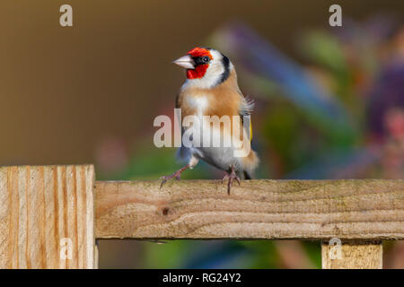 Northampton, Royaume-Uni. 27 janvier 2019. RSPB's Big Garden Birdwatch marque 40 ans. Credit : Keith J Smith./Alamy Live News Banque D'Images