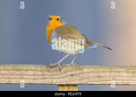 Northampton, Royaume-Uni. 27 janvier 2019. RSPB's Big Garden Birdwatch marque 40 ans. Credit : Keith J Smith./Alamy Live News Banque D'Images