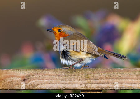 Northampton, Royaume-Uni. 27 janvier 2019. RSPB's Big Garden Birdwatch marque 40 ans. Credit : Keith J Smith./Alamy Live News Banque D'Images