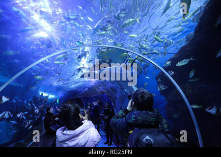 Guiyang, dans la province du Guizhou en Chine. 26 janvier, 2019. Personnes visitent le Polar Ocean World Guizhou à Guiyang, capitale de la province du Guizhou en Chine du sud-ouest, le 26 janvier 2019. Credit : Zhang Hui/Xinhua/Alamy Live News Banque D'Images